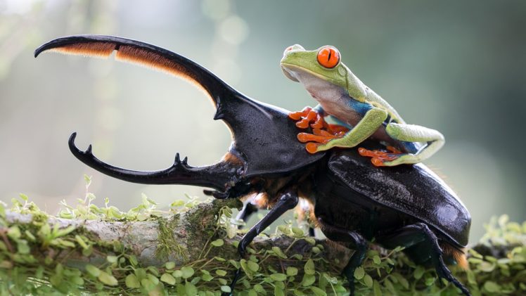 animals, Frog, Insect, Nature, Red Eyed Tree Frogs, Amphibian, Beetles HD Wallpaper Desktop Background