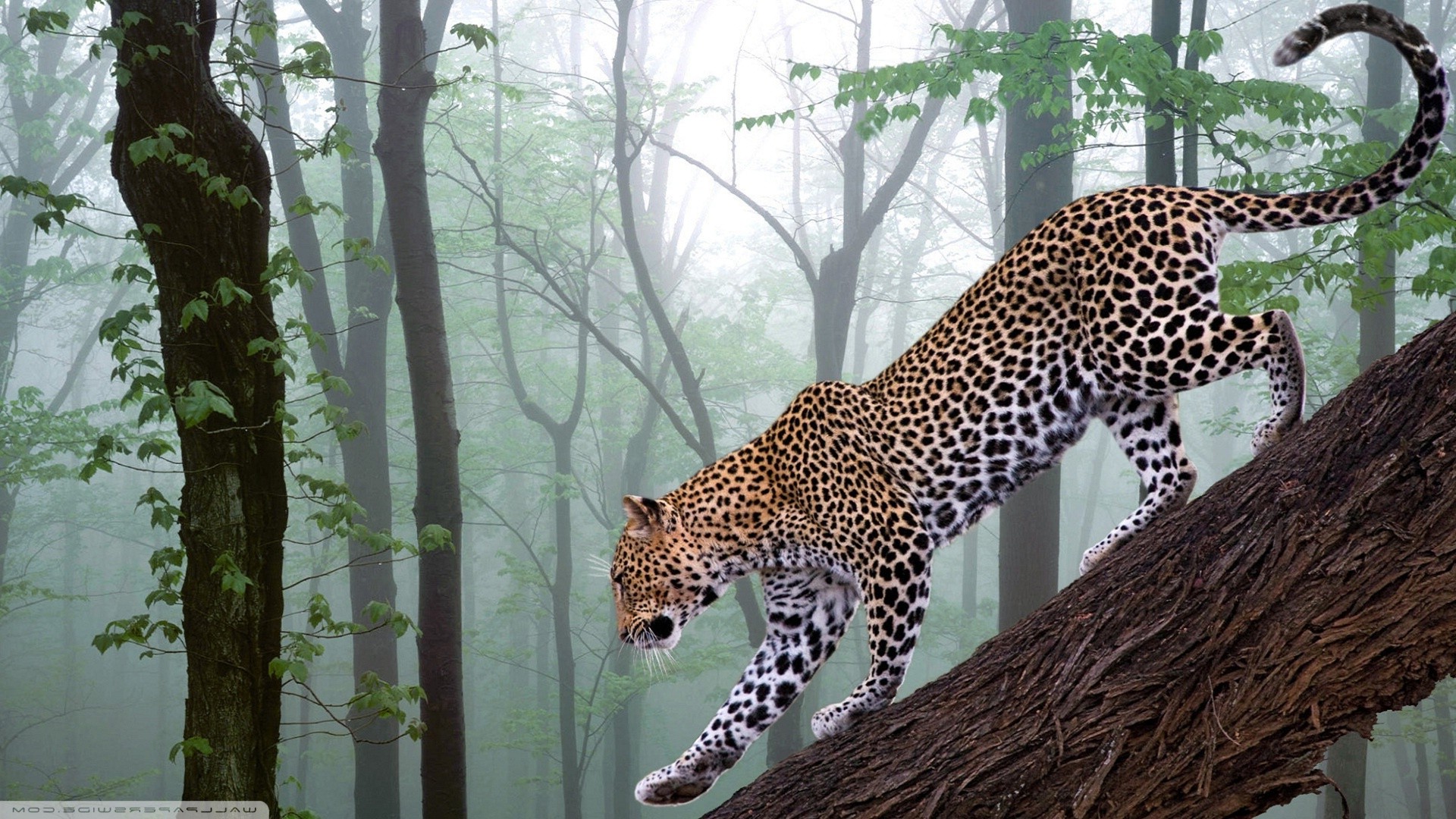 animals, Nature, Leopard Wallpaper