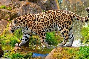 jaguars, Animals, Nature