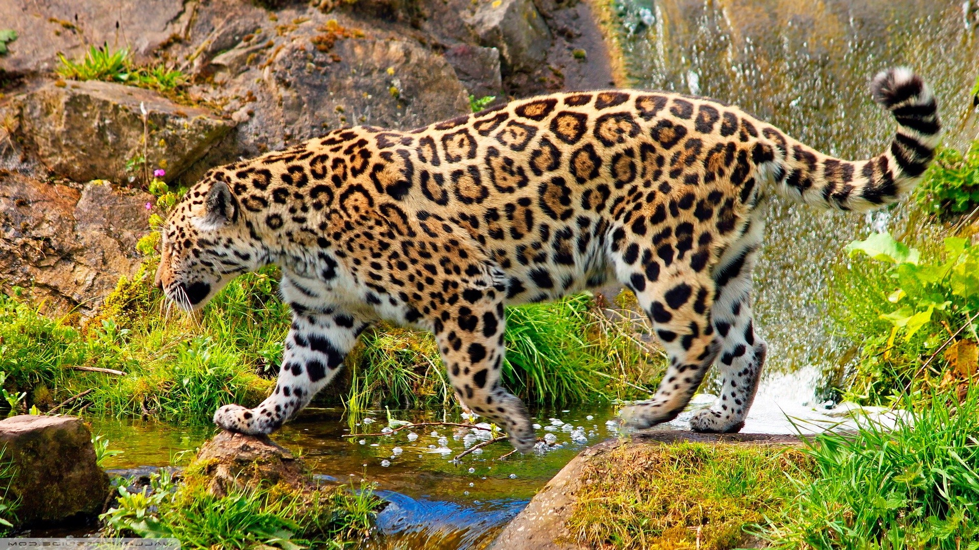 jaguars, Animals, Nature Wallpaper