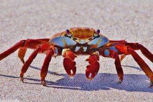 crabs, Animals, Crustaceans