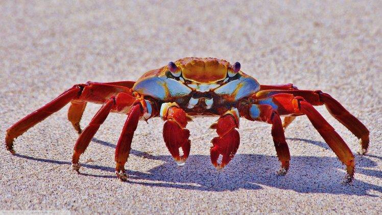 crabs, Animals, Crustaceans HD Wallpaper Desktop Background