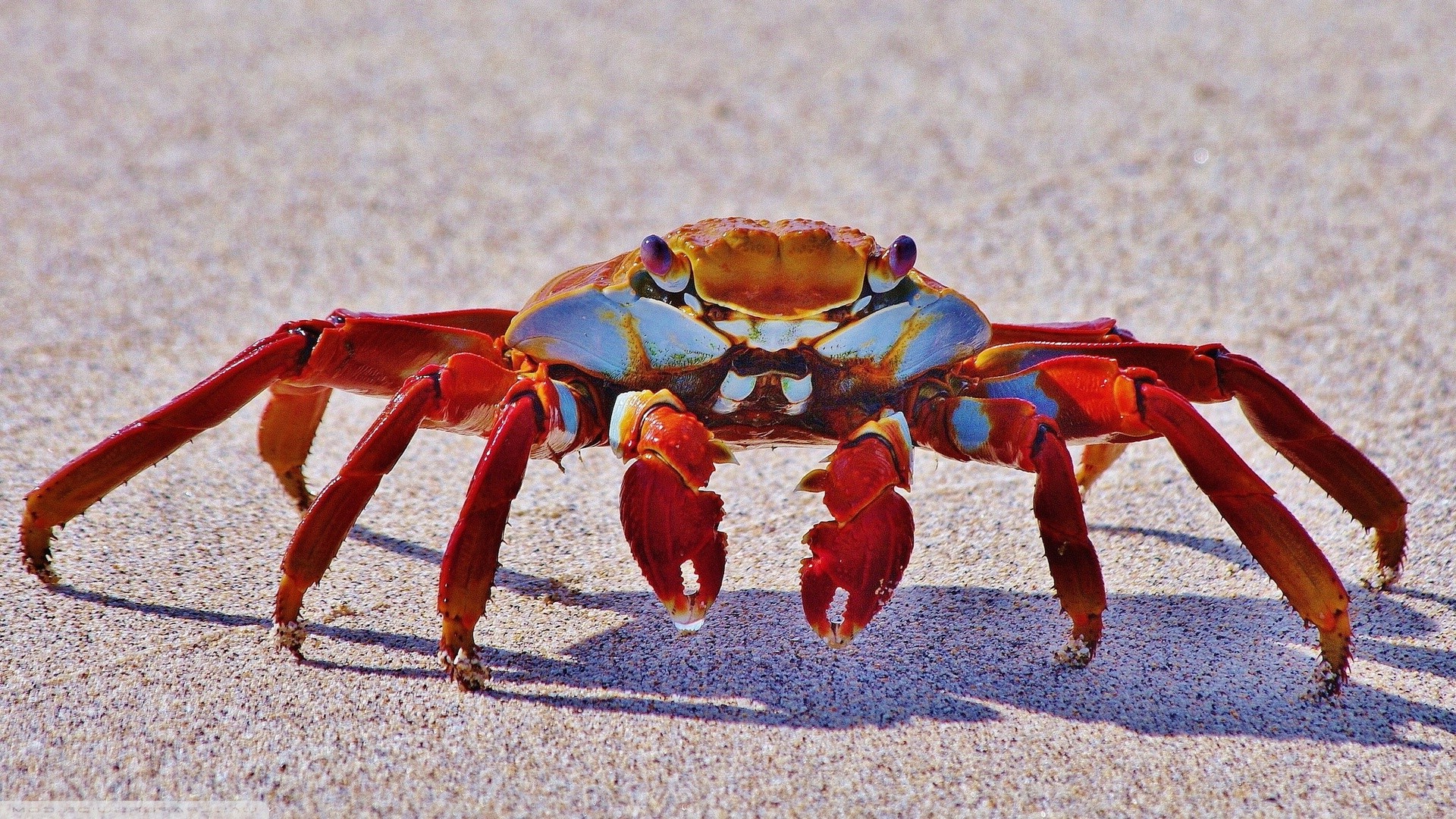 crabs, Animals, Crustaceans Wallpaper