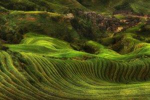 field, Rice Paddy, Terraces, Villages, Hill, Green, Trees, Landscape, Nature