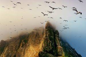 birds, Seagulls, Flying, Coast, Cliff, Island, Scotland, Mist, Nature, Mountain, Landscape, UK