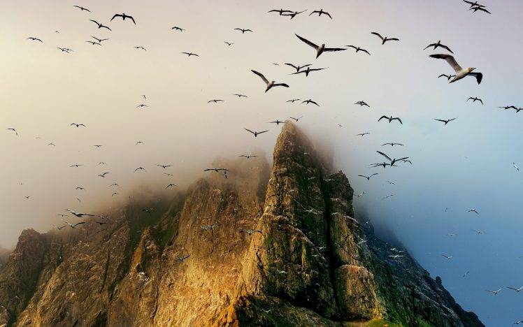 birds, Seagulls, Flying, Coast, Cliff, Island, Scotland, Mist, Nature, Mountain, Landscape, UK HD Wallpaper Desktop Background