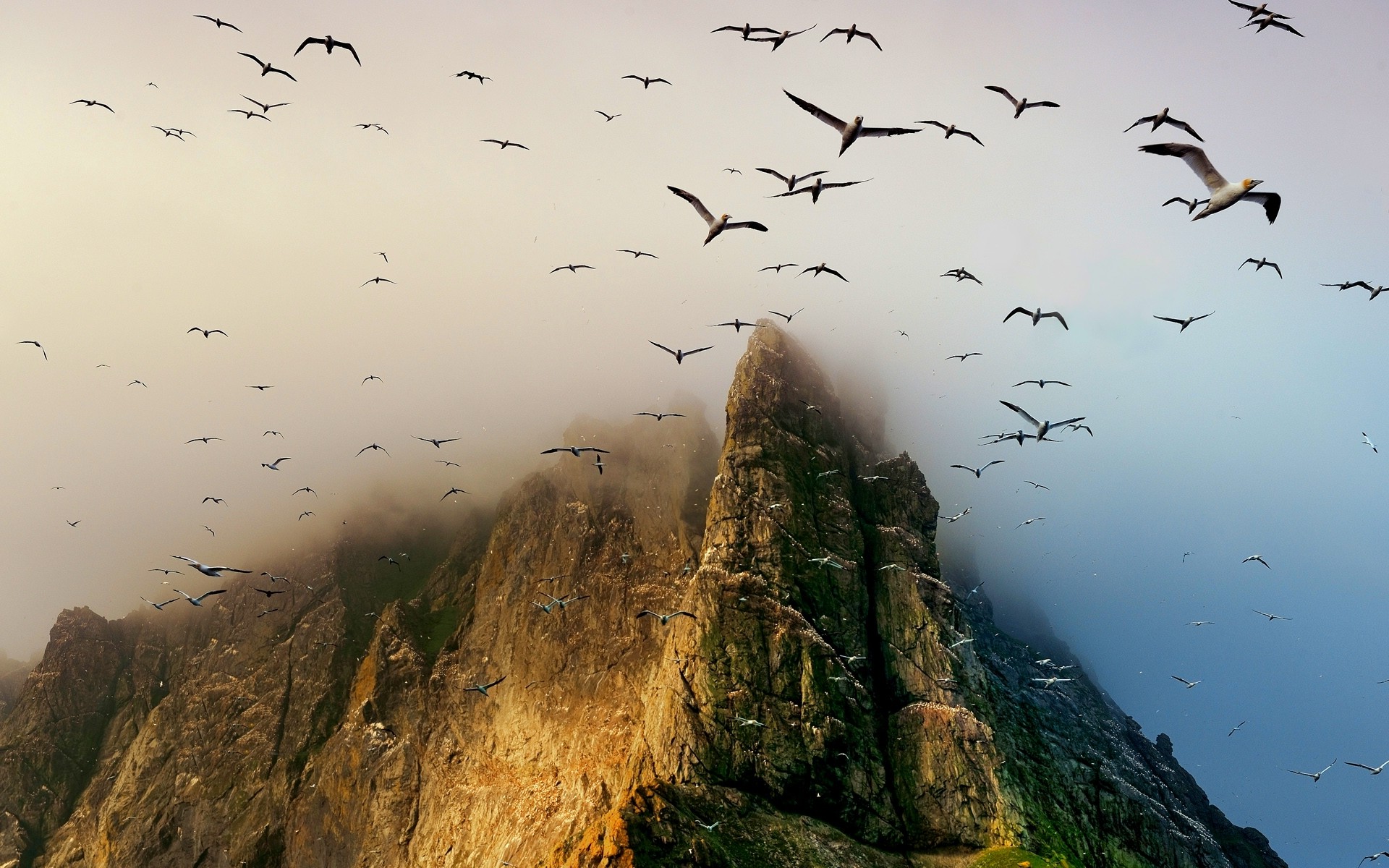 birds, Seagulls, Flying, Coast, Cliff, Island, Scotland, Mist, Nature, Mountain, Landscape, UK Wallpaper