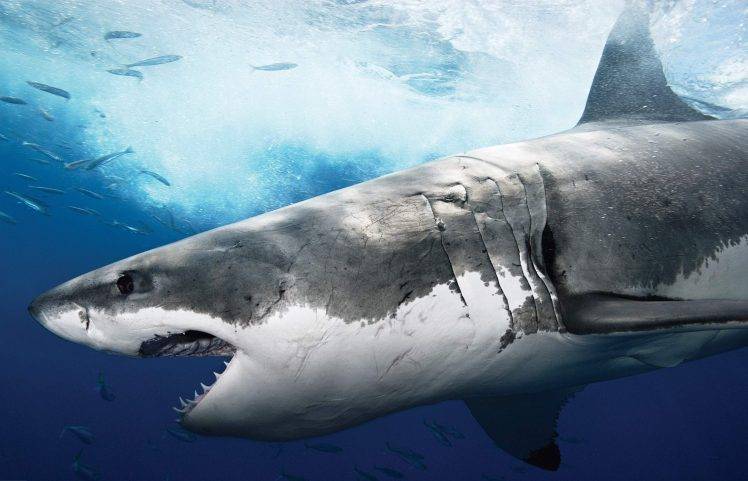 animals, Fish, Sea, Shark HD Wallpaper Desktop Background