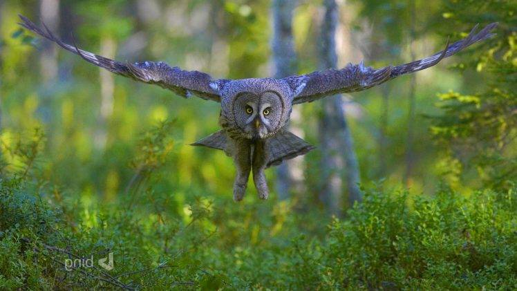 animals, Owl, Nature, Birds HD Wallpaper Desktop Background