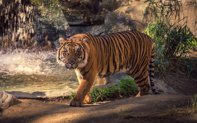 nature, Animals, Tiger HD Wallpaper Desktop Background