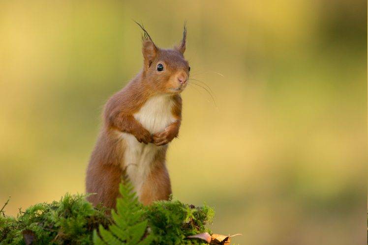 nature, Animals, Squirrel HD Wallpaper Desktop Background