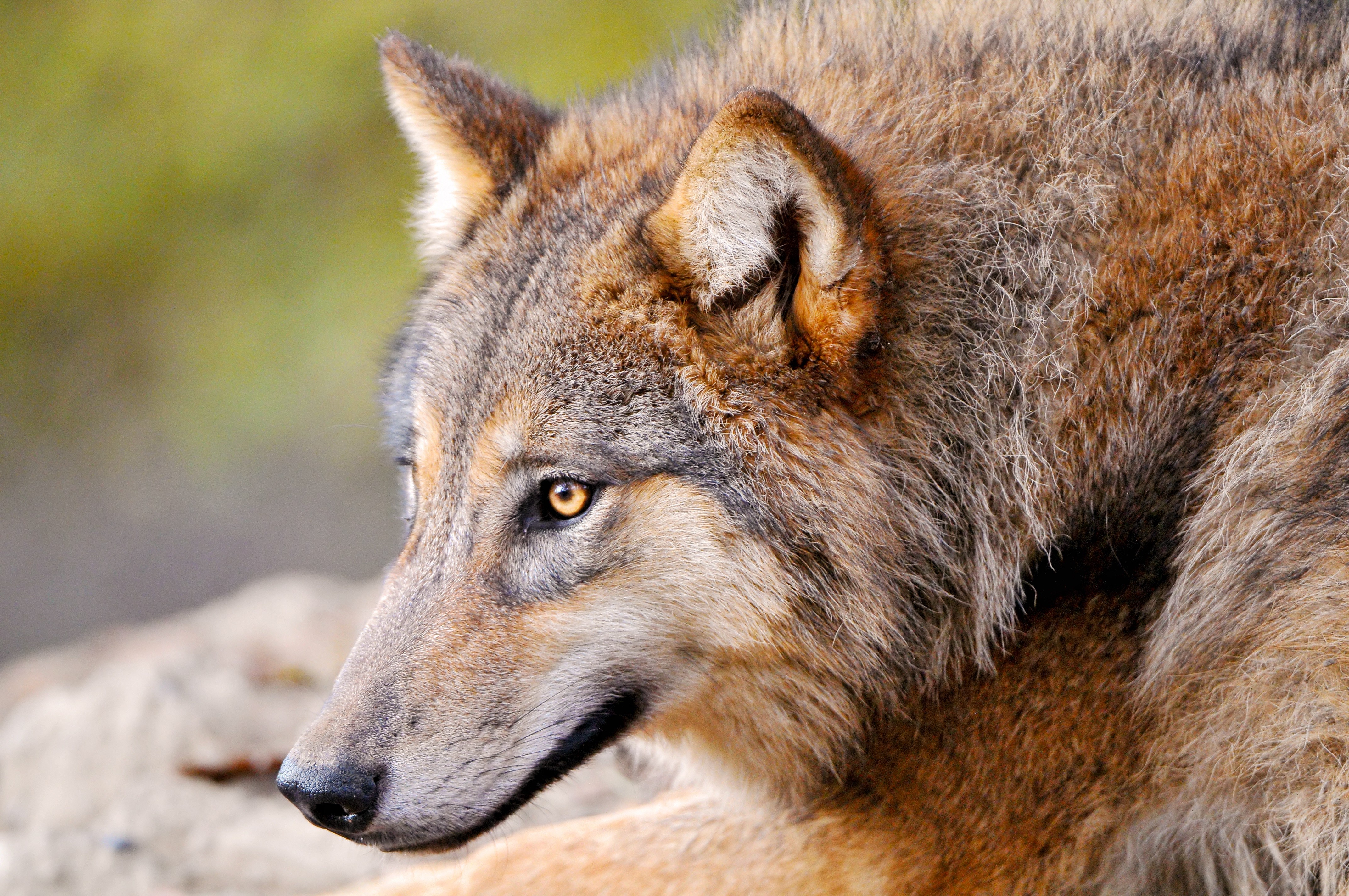 nature, Animals, Wolf Wallpapers HD / Desktop and Mobile Backgrounds
