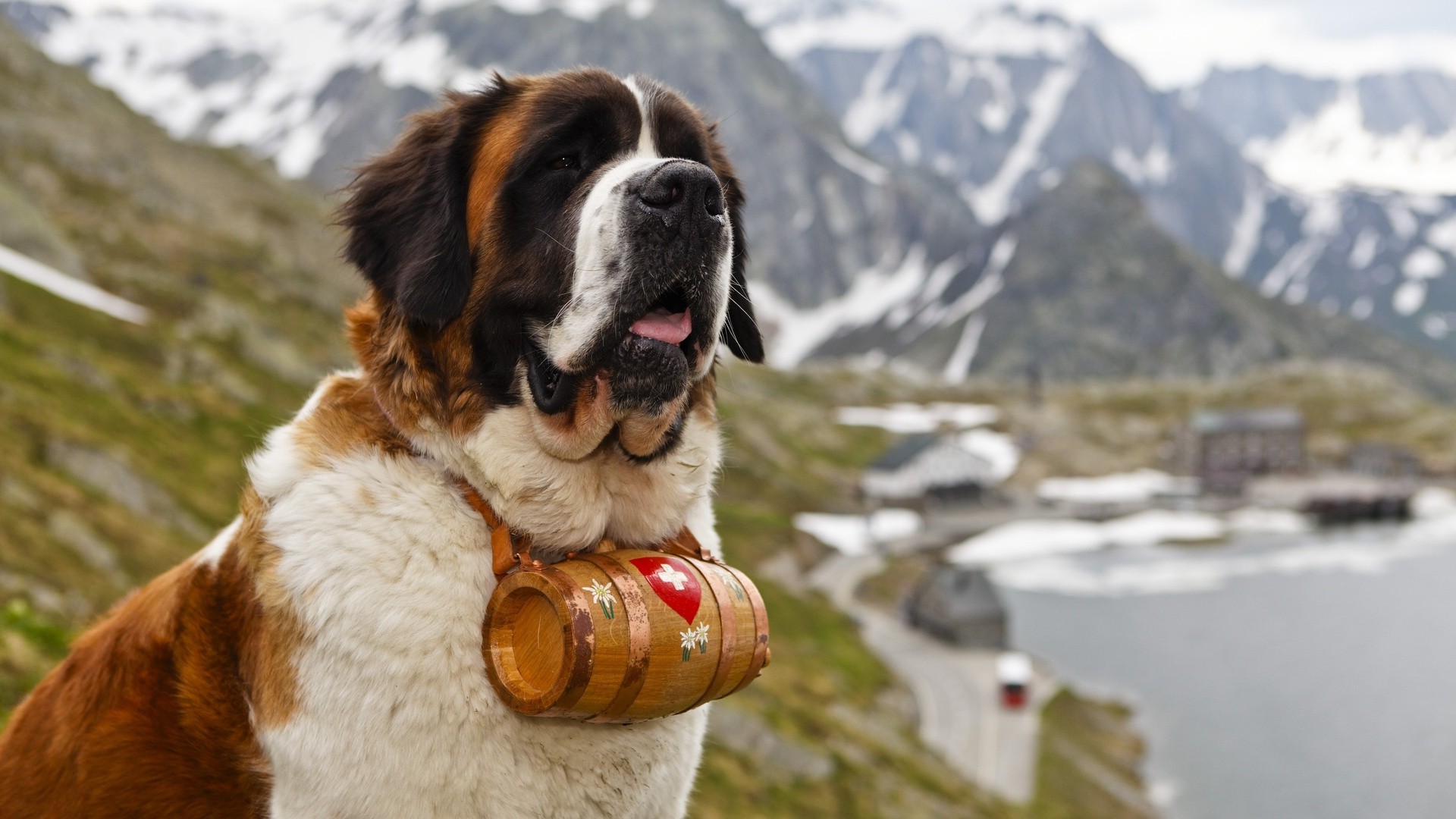 nature, Animals, Dog, St. Bernard Wallpaper