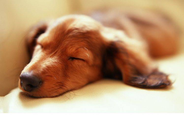 animals, Dog, Sleeping HD Wallpaper Desktop Background