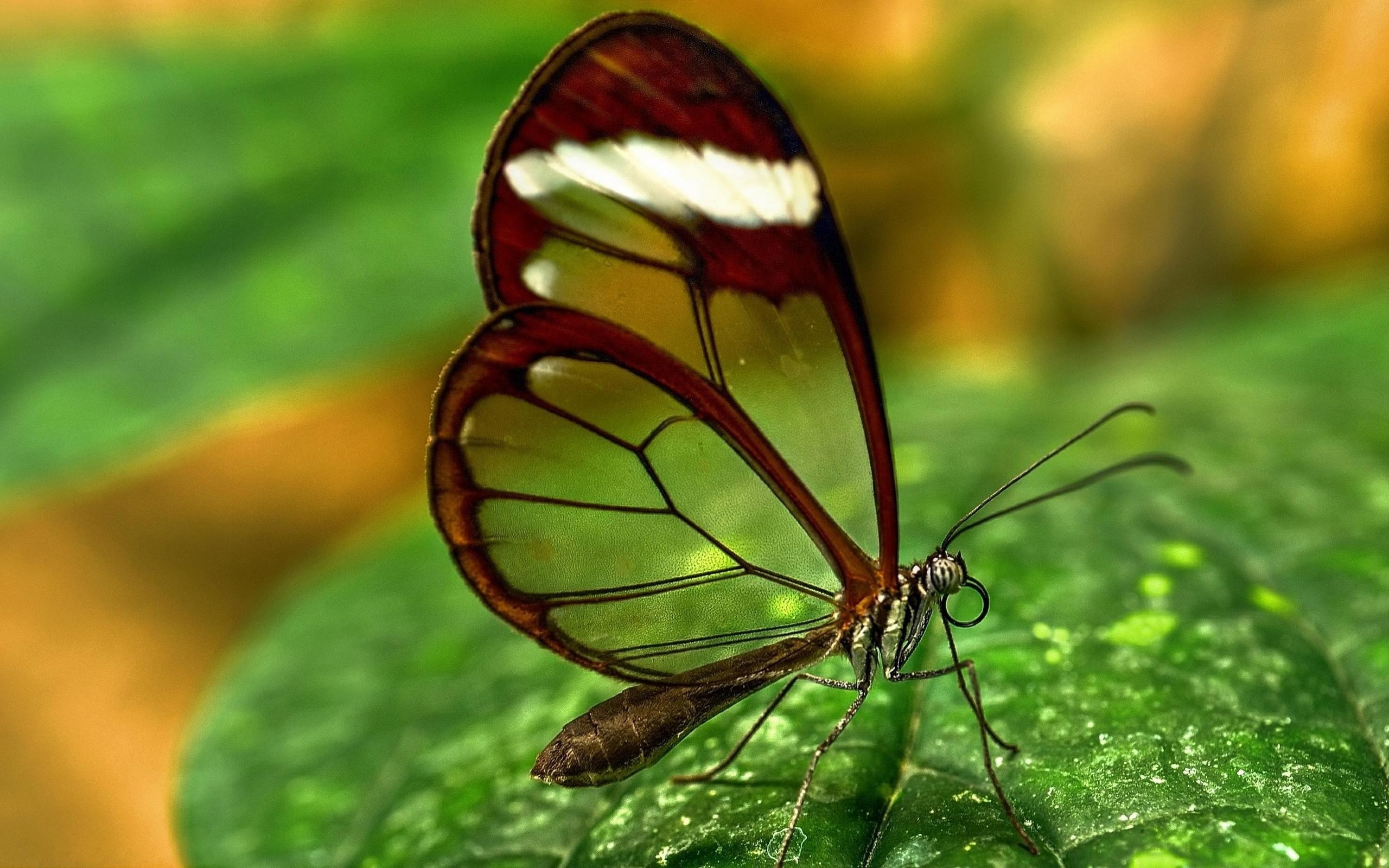 animals, Butterfly, Insect Wallpaper