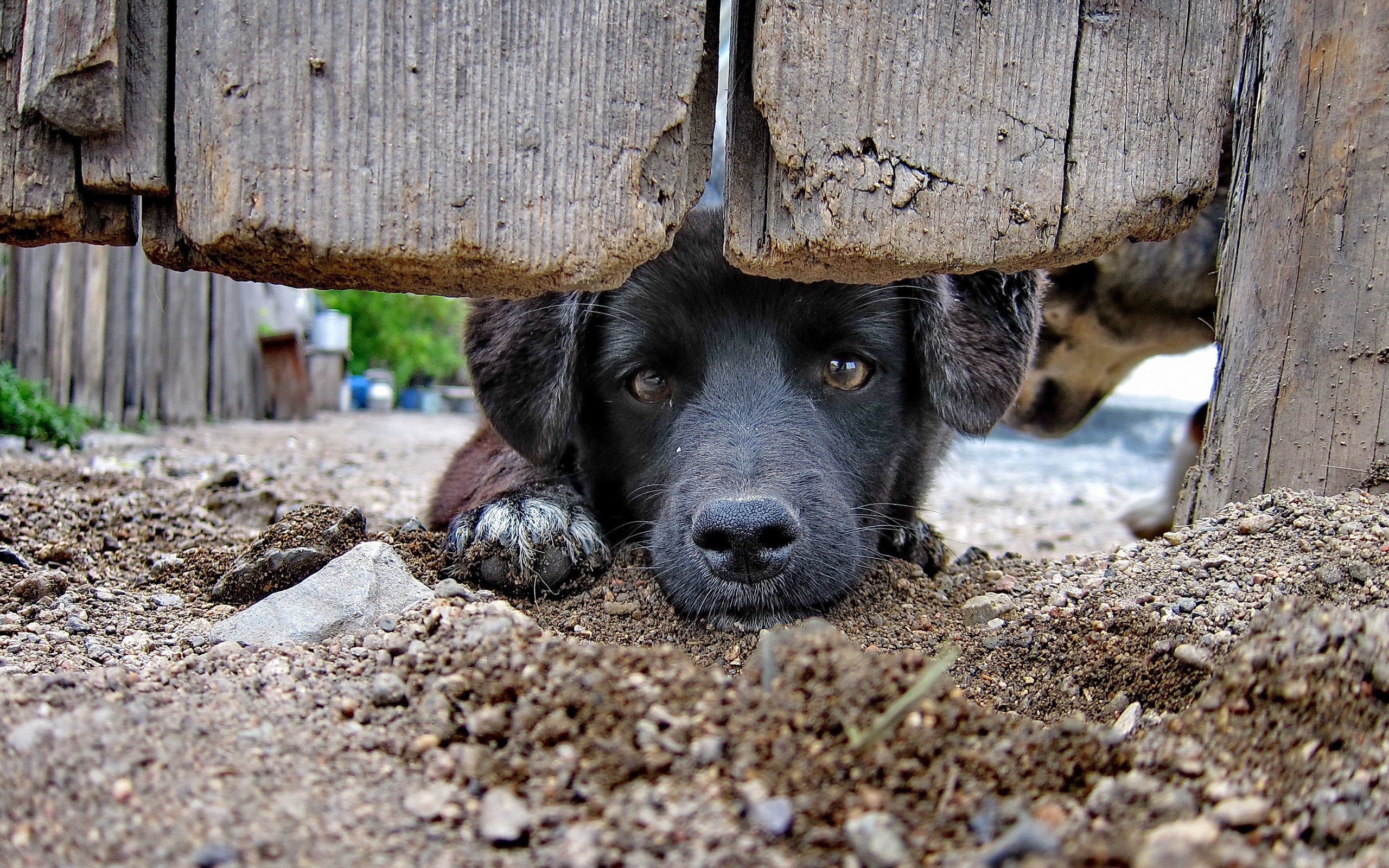 animals, Dog Wallpaper