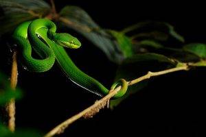 animals, Nature, Snake, Vipers