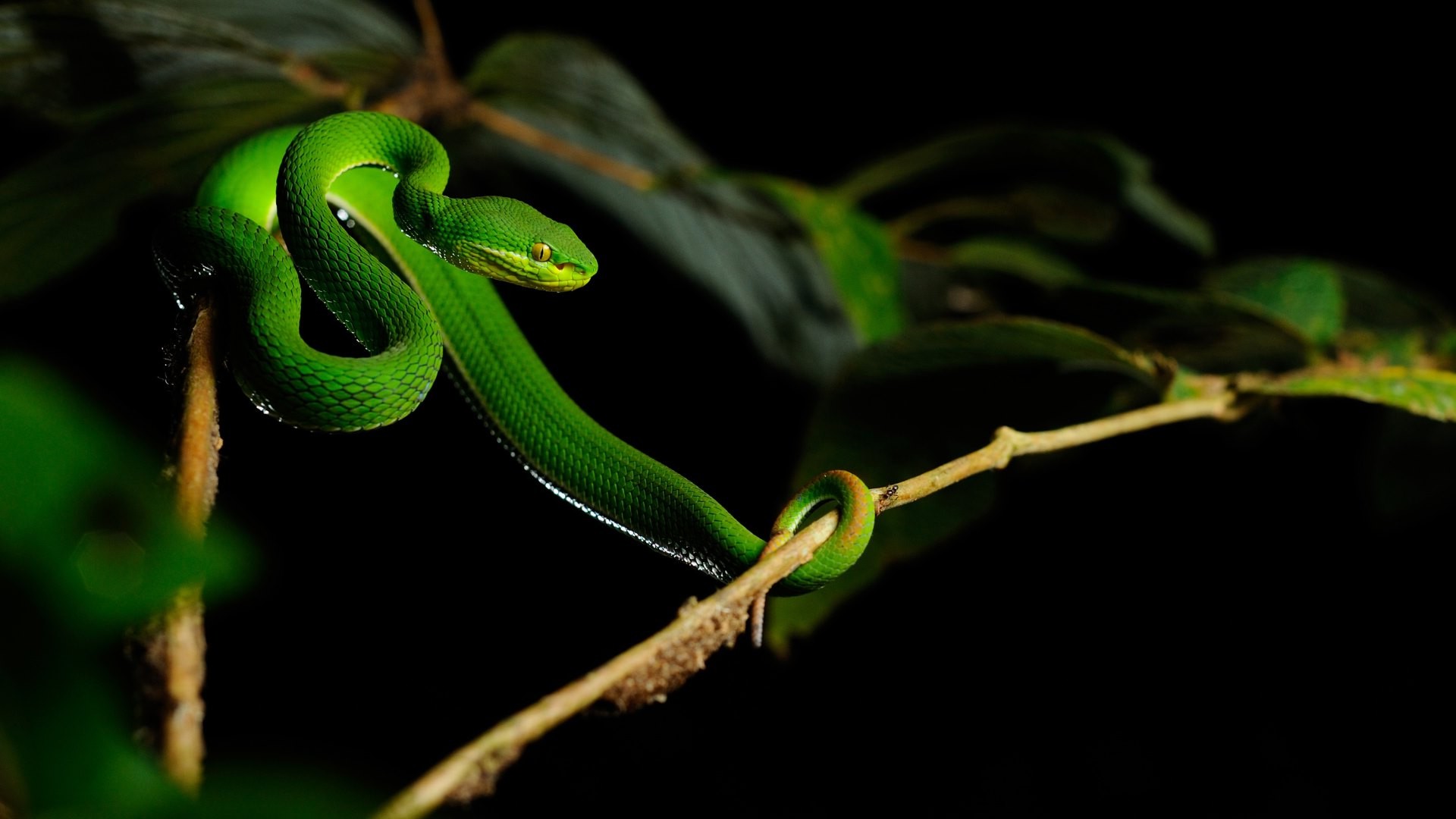animals, Nature, Snake, Vipers Wallpaper