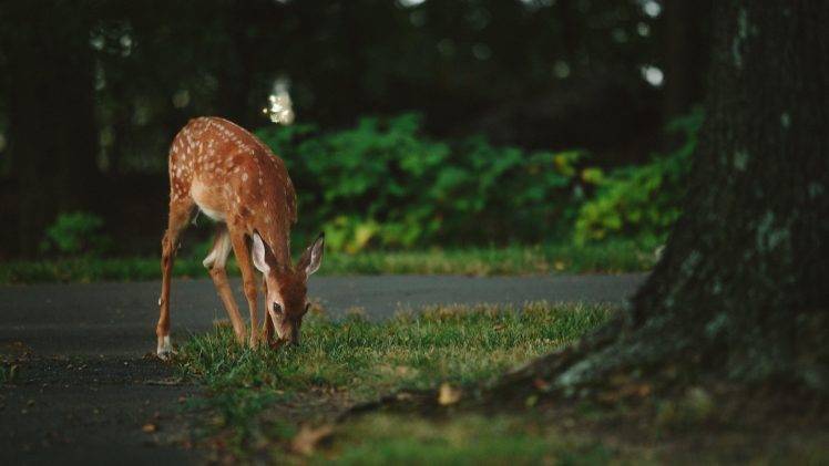 animals, Nature, Deer HD Wallpaper Desktop Background