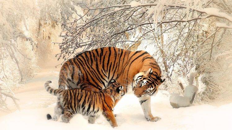 animals, Nature, Tiger, Baby Animals, Winter, Snow HD Wallpaper Desktop Background