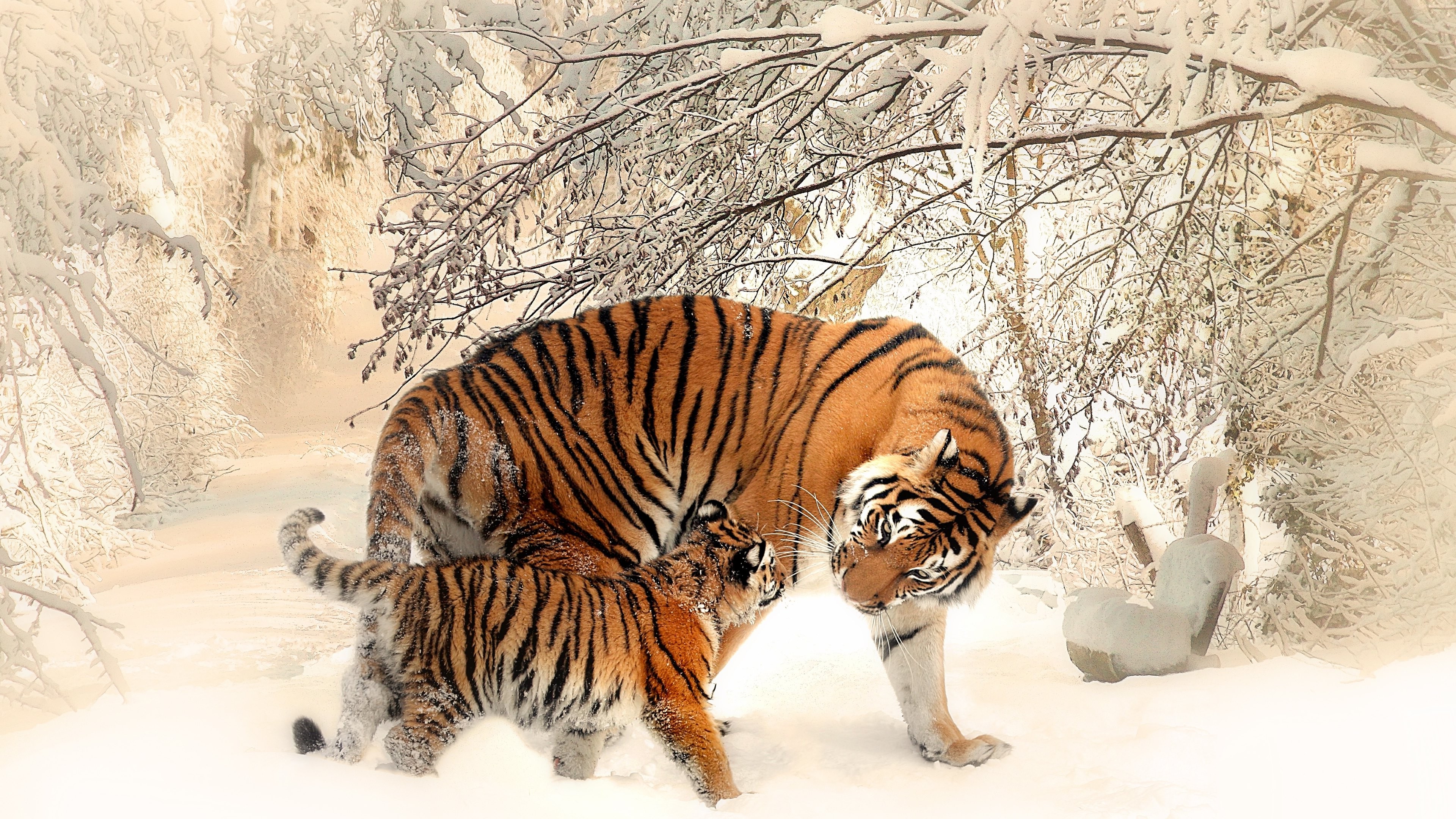 animals, Nature, Tiger, Baby Animals, Winter, Snow Wallpaper