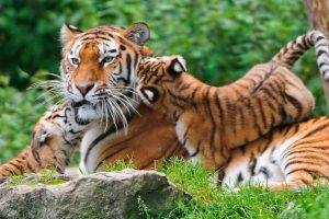 tiger, Animals, Nature, Baby Animals