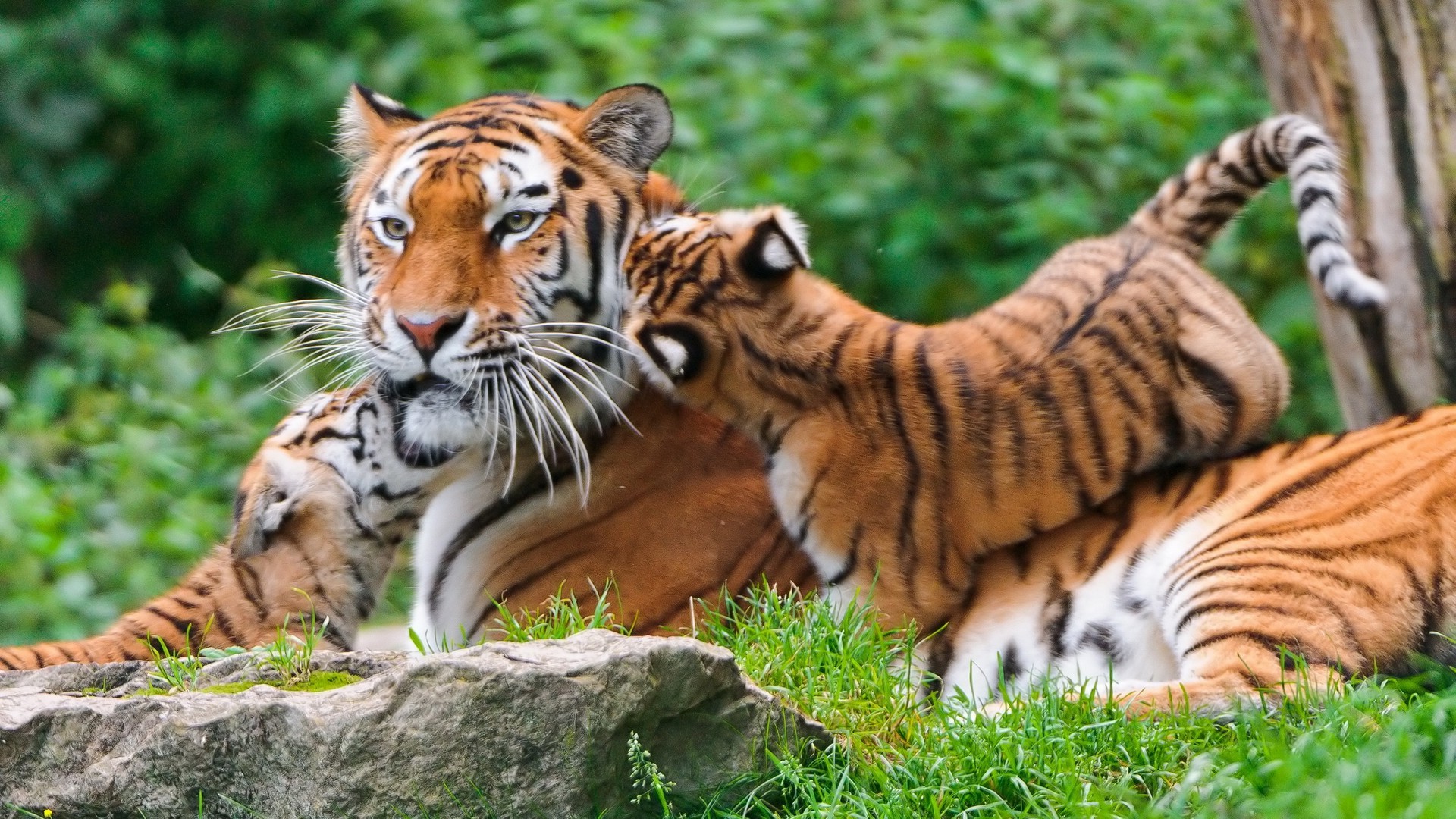 Тигр в зоопарке загрузить