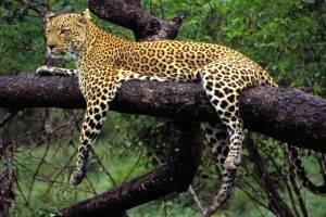 animals, Branch, Leopard