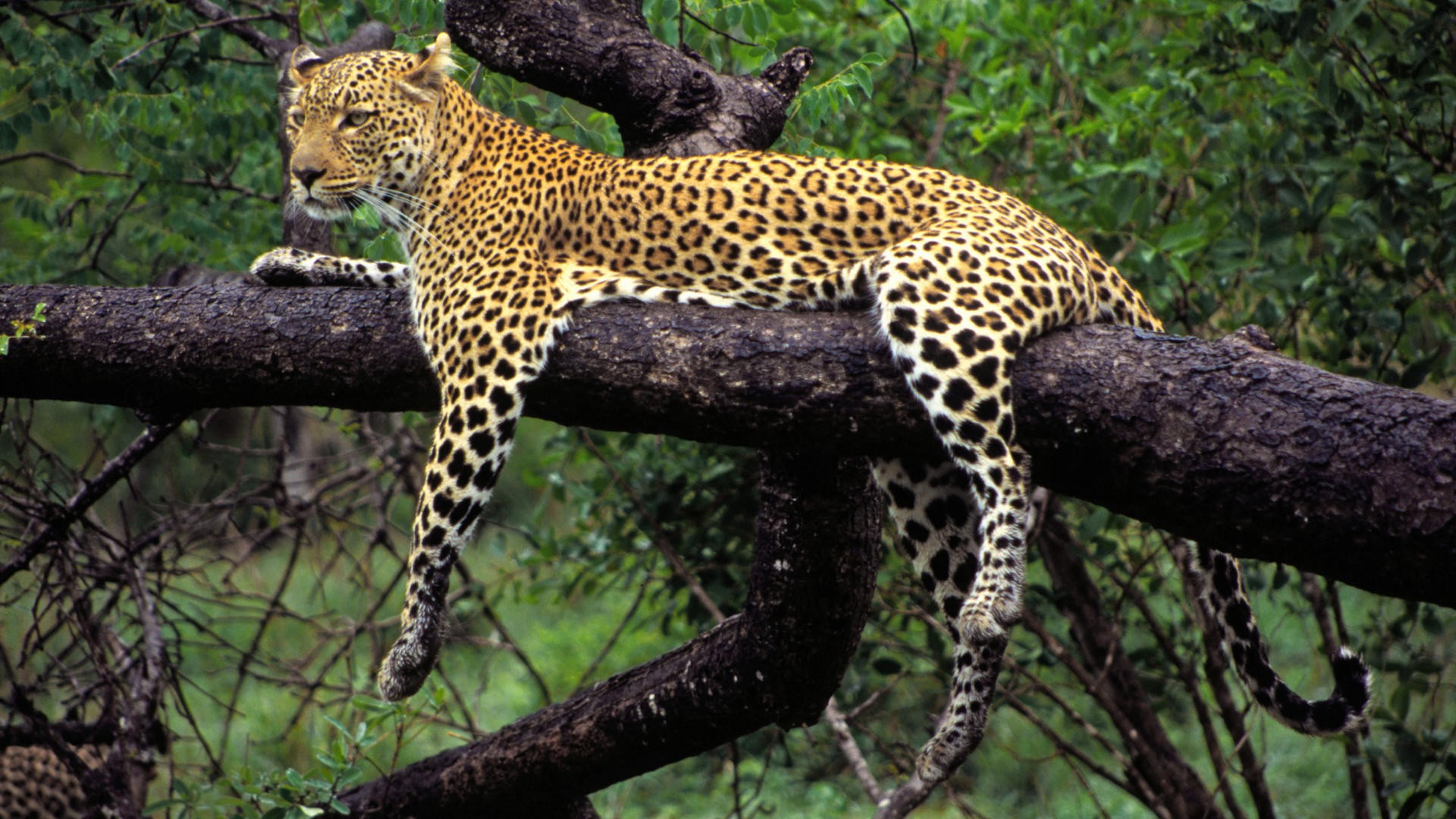 animals, Branch, Leopard Wallpaper