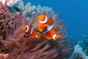 animals, Nature, Clownfish, Sea Anemones