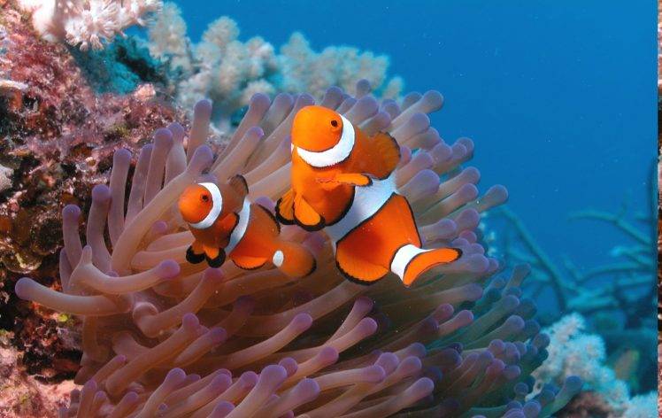 animals, Nature, Clownfish, Sea Anemones HD Wallpaper Desktop Background