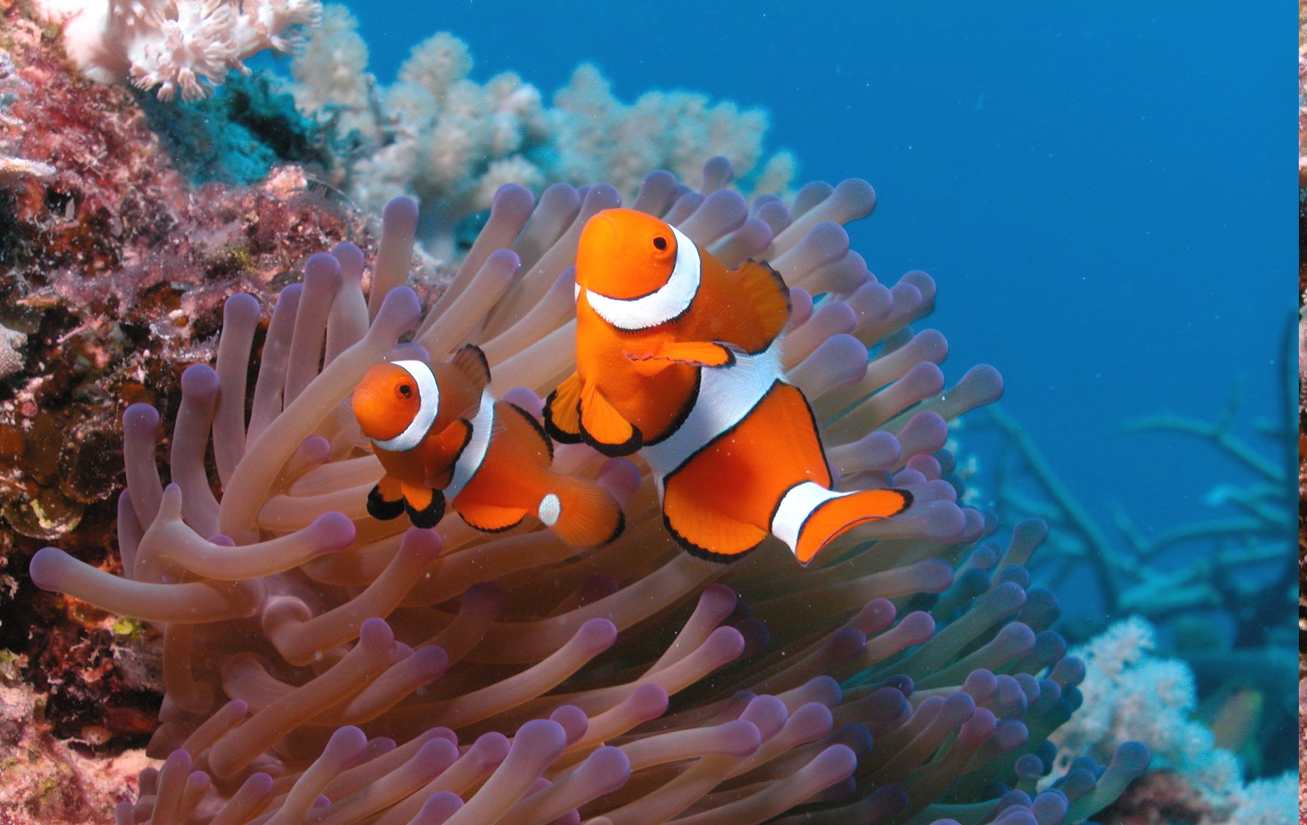 animals, Nature, Clownfish, Sea Anemones Wallpaper