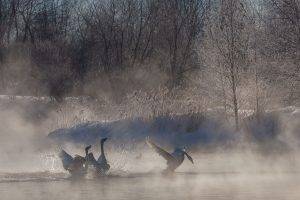 animals, Nature, Swans, Birds, Mist
