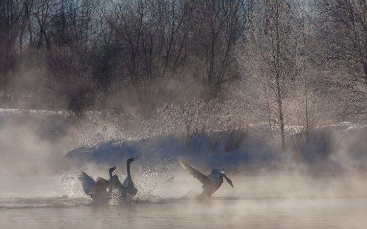 animals, Nature, Swans, Birds, Mist HD Wallpaper Desktop Background