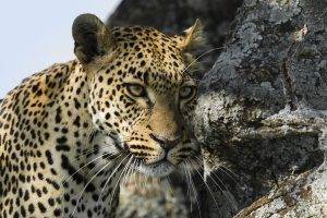 animals, Nature, Leopard