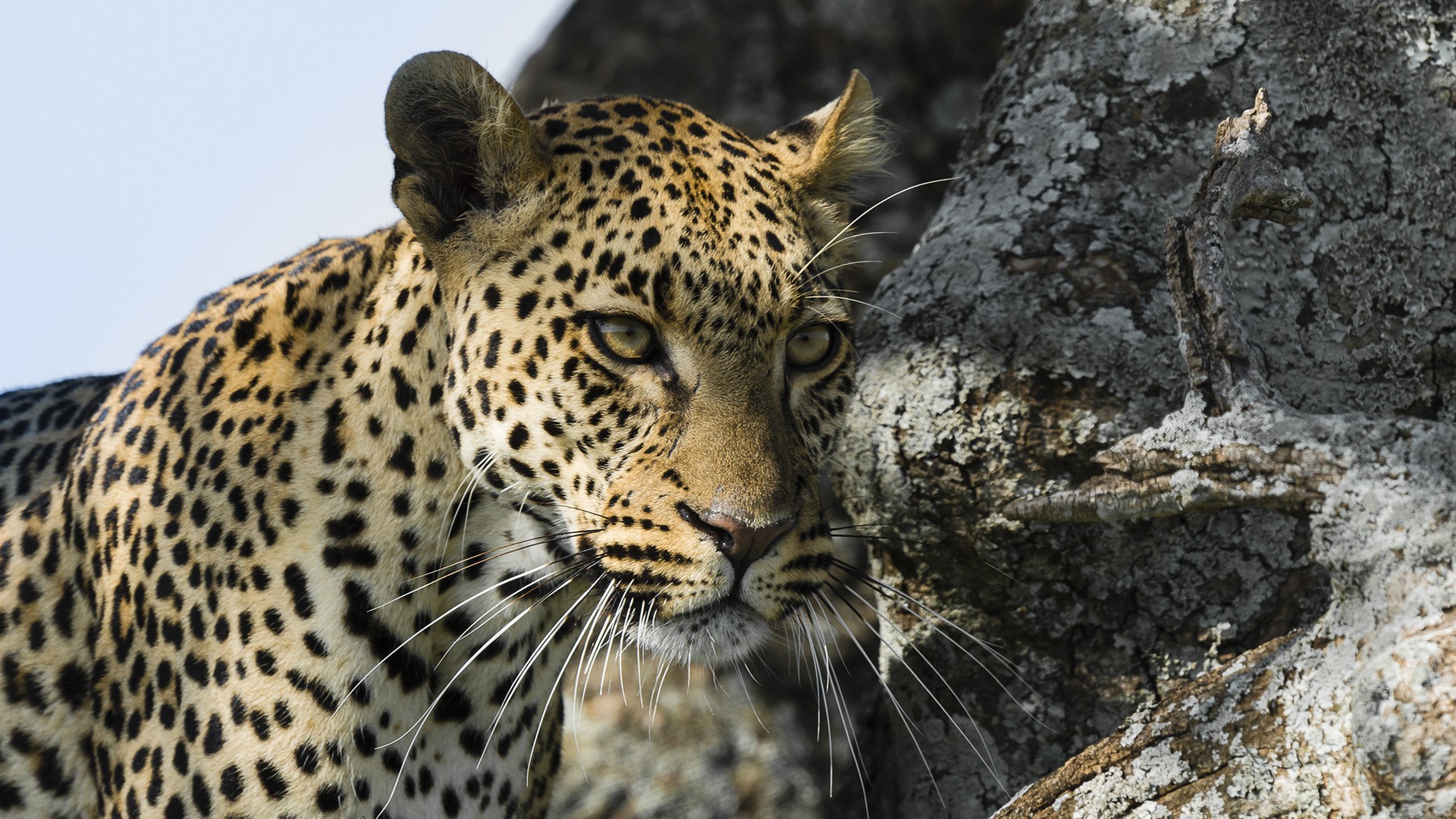 animals, Nature, Leopard Wallpaper