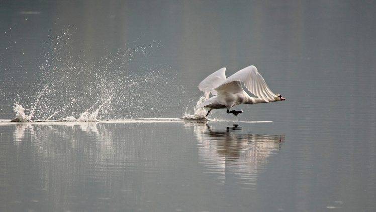 animals, Nature, Swans, Birds, Splashes HD Wallpaper Desktop Background