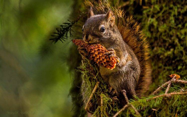 animals, Nature, Pine Cones, Icicle, Squirrel HD Wallpaper Desktop Background