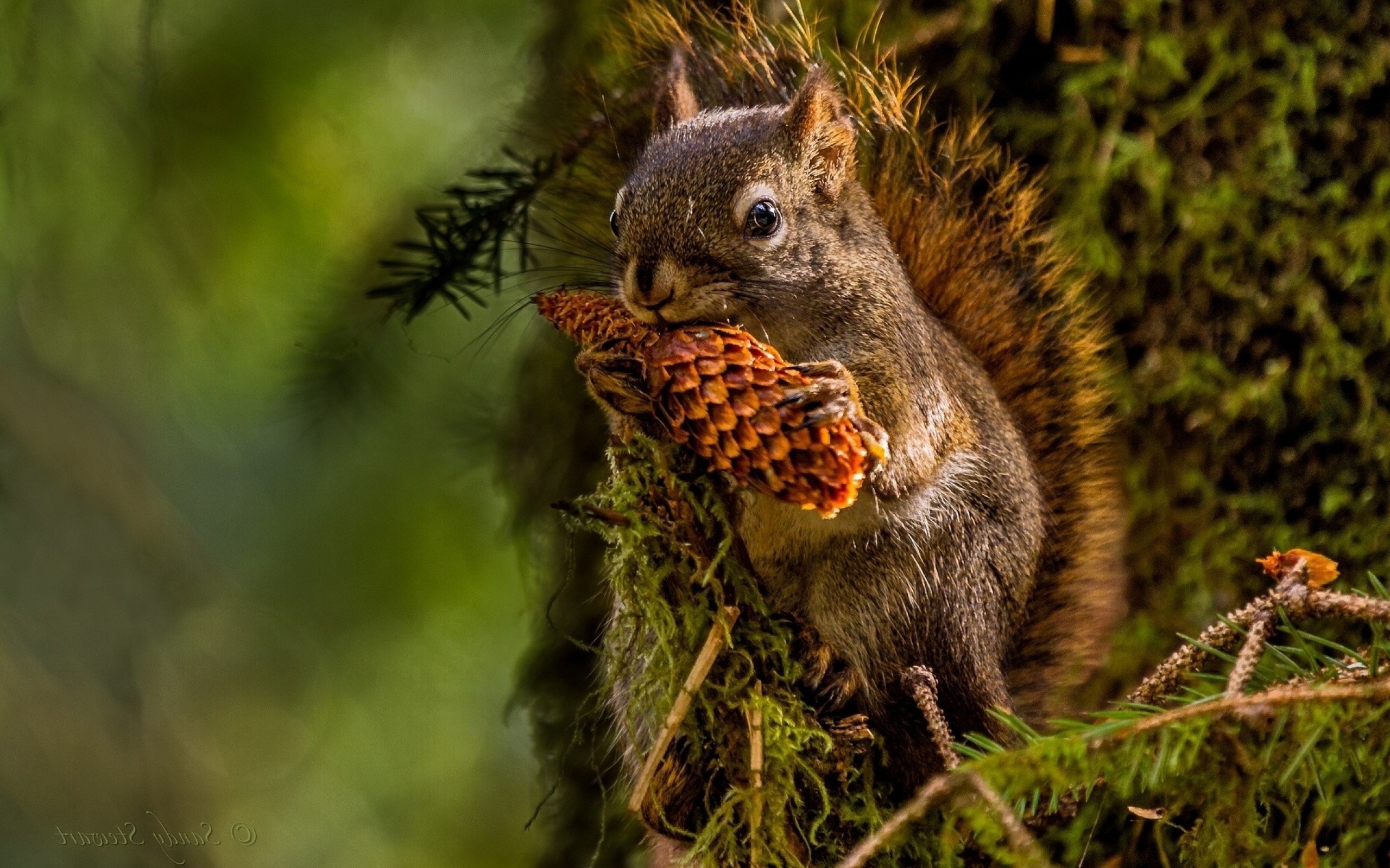 animals, Nature, Pine Cones, Icicle, Squirrel Wallpaper