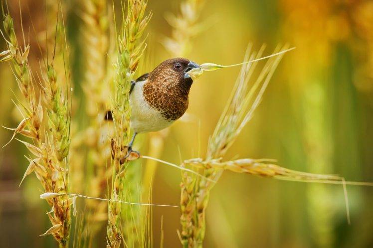 animals, Nature, Birds, Spikelets HD Wallpaper Desktop Background