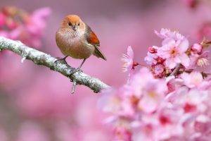 animals, Nature, Birds, Flowers, Depth Of Field, Pink Flowers