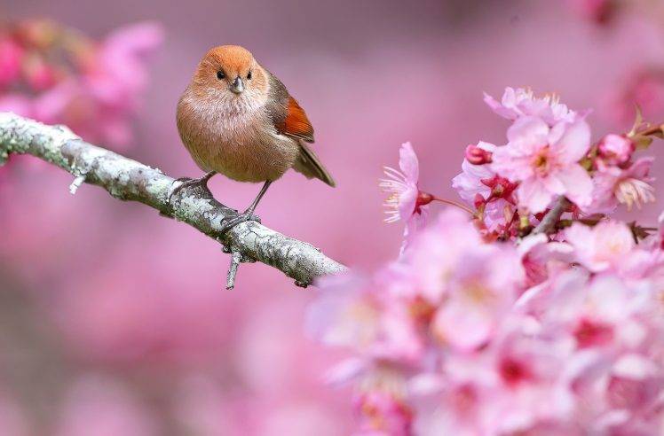 animals, Nature, Birds, Flowers, Depth Of Field, Pink Flowers HD Wallpaper Desktop Background