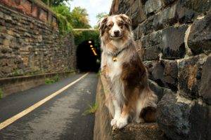 dog, Animals, Road, Tunnel, Australian Shepherd