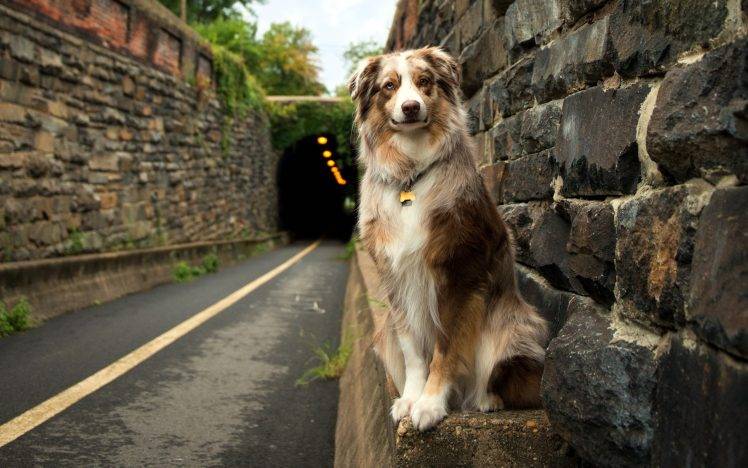 dog, Animals, Road, Tunnel, Australian Shepherd HD Wallpaper Desktop Background