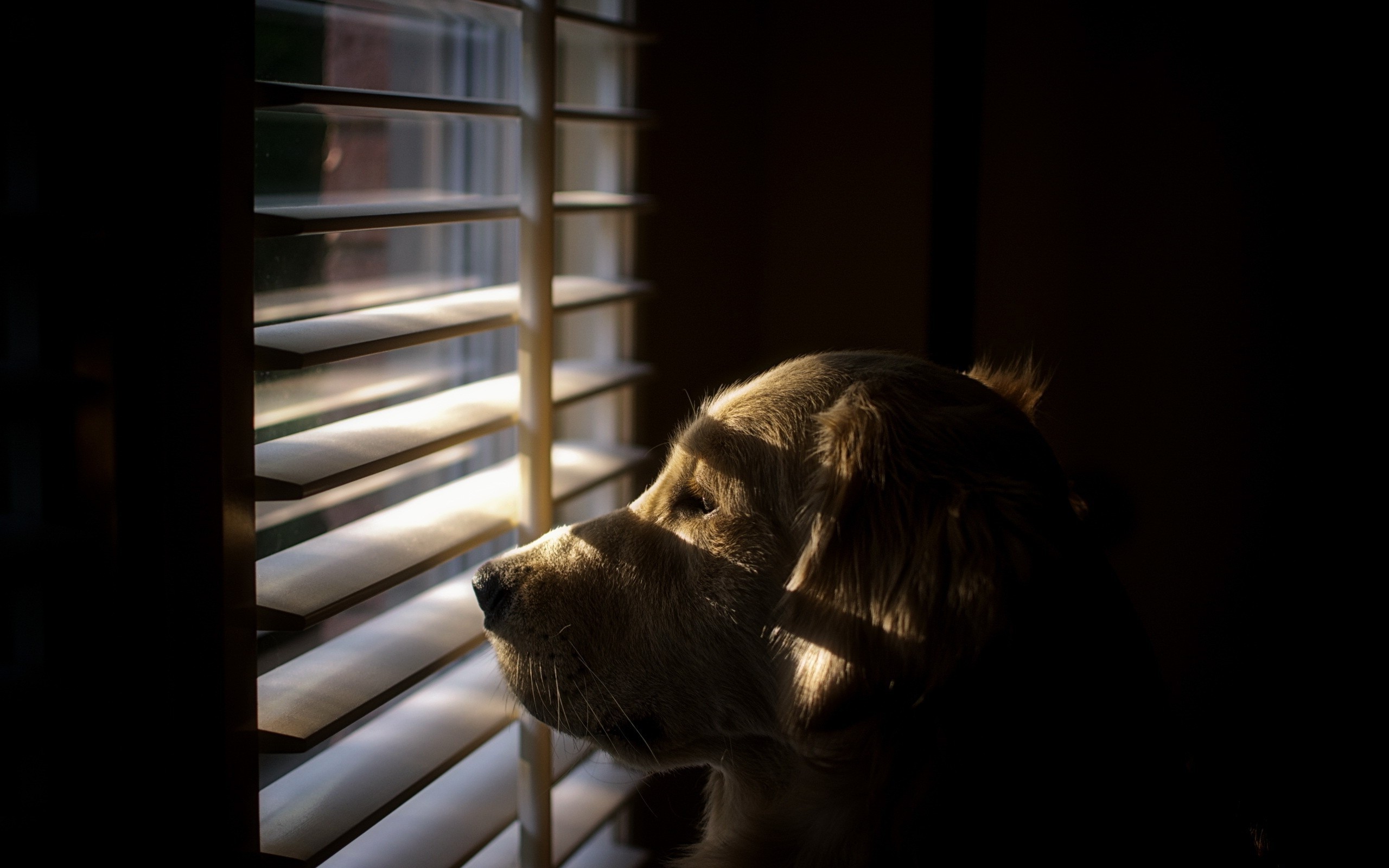 dog, Animals, Shutters, Sunlight Wallpaper