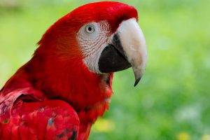 animals, Macaws, Nature, Closeup, Birds, Parrot