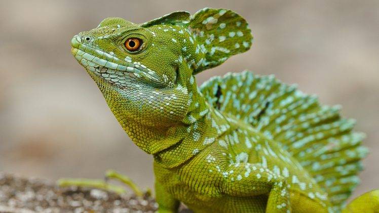 animals, Nature, Lizards HD Wallpaper Desktop Background