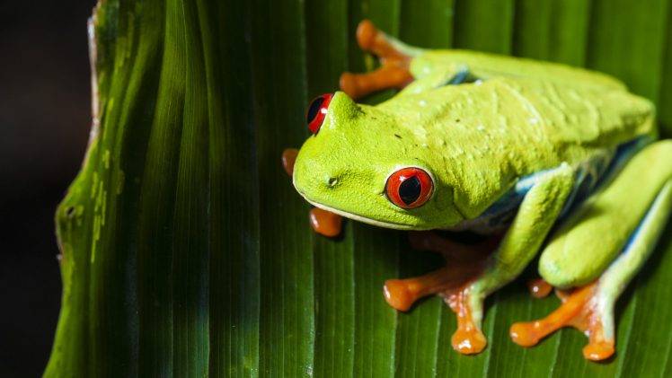 animals, Nature, Frog, Macro, Red Eyed Tree Frogs, Amphibian HD Wallpaper Desktop Background