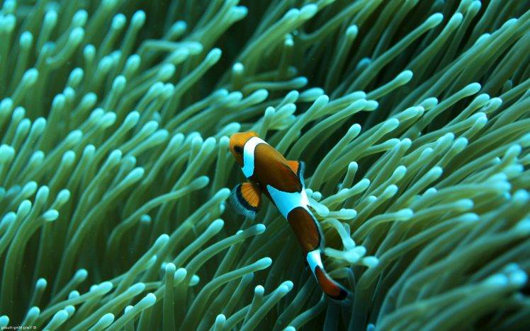 clownfish, Sea Anemones, Animals, Nature HD Wallpaper Desktop Background