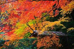 fall, Garden, Trees, Maple Leaves, Shrubs, Park, Nature, Landscape